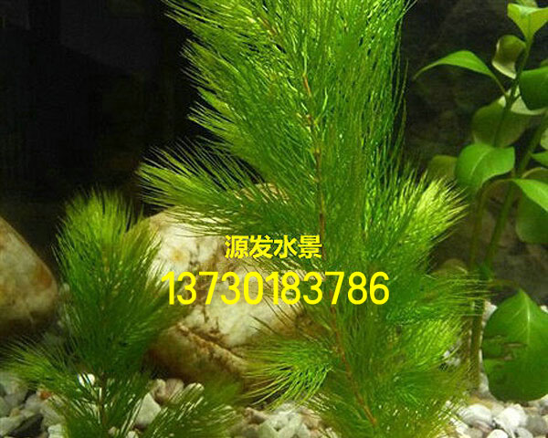 金鱼藻1